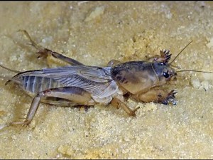 Mole Crickets - Introduction and Bio Control Release