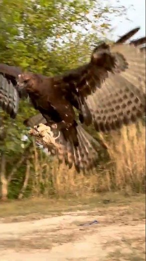 Eagle hunt bird of prey Changeable Hawk Eagle Life