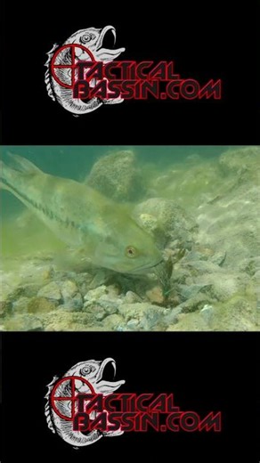 Little Crawfish Don't Stand A Chance!