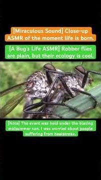 [A Bug's Life ASMR] Robber flies are plain, but their ecology is cool.#insects #stagbeetle #love