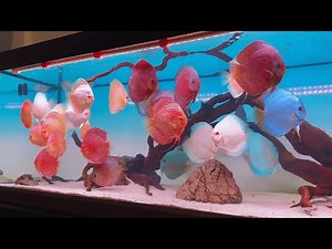 This Colorful Discus Tank Feels Like a Living Painting