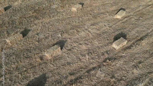 Smart digital agriculture technology by futuristic sensor data collection management by artificial intelligence to control quality of crop growth and harvest. Computer aided plantation grow concept