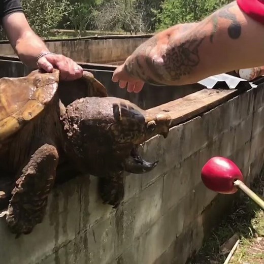 Snapping Turtle Eats an Apple || ViralHog