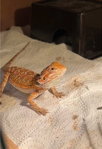 ‏طبوش مش طايق شكلي 😒#عيلة_أدهم