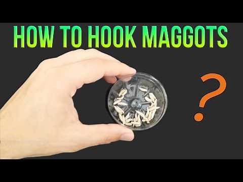 How to hook maggots fishing?