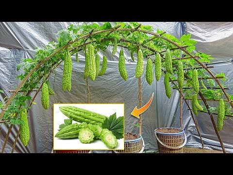Creative ideas for growing bitter melon at home, how to pollinate for high yield