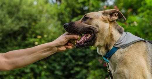 ¿Qué hacer si un perro te muerde por accidente?