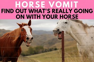 Horse Vomit