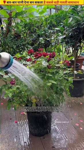 🌹An easy way to make rose plants lush and green again #plantcare #garden #plants