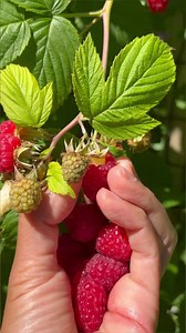 Hi everyone! Here’s the recipe for the raspberry syrup we made last weekend. You can use any berry of your choice. It’s great with blueberries or blackberries as well! 😋🫐🍓Recipe can be halved (Makes 4 cups)4 cups raspberries 2 cups water 1-1/2 to 2 cups granulated sugar 2 Tablespoons lemon juice 2 Tablespoons cornstarch 2 Tablespoons cold water Combine berries, water, and sugar in a pot and bring to a boil. Mash then continue to boil for about 3-4 minutes. Strain to another pot if you don’t w