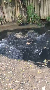 16K views · 86 reactions | #Urgente // Esto pasa en el barrio el 13 de San Juan de Urabá. | Periodico El Coco | Facebook