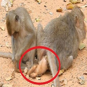 1.5M views · 380 shares | God help! Newborn monkeys are trapped in the womb and cannot go out. #Monkey | Daily Monkey | Facebook