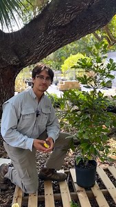 93 reactions · 3 comments | Meet the miracle fruit! A tiny botanical wonder that temporarily alters your taste buds, turning sour into sweet ➡️ In this video, our Assistant Nursery Manager Alex Spiro explains how this fascinating plant works and why it’s one of the most mind-blowing flavor experiences you can have in the garden. ✨ Want to try it at home?  Available now in our online plant shop! | Fairchild Tropical Botanic Garden | Facebook