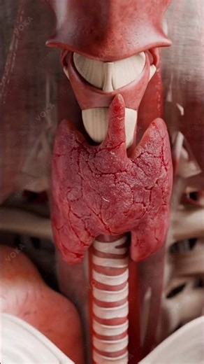 Drug-Induced Thyrotoxicosis in 3D: What You Need to Know ⚠️
