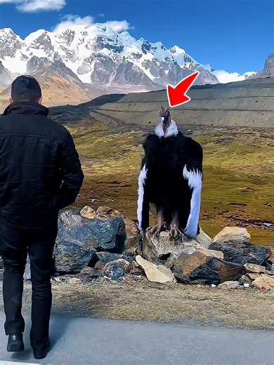 Le Condor des Andes : Le Plus Grand Oiseau de Proie