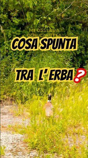 Vico Equense | Guardate cosa spunta tra l’erba… 😱
