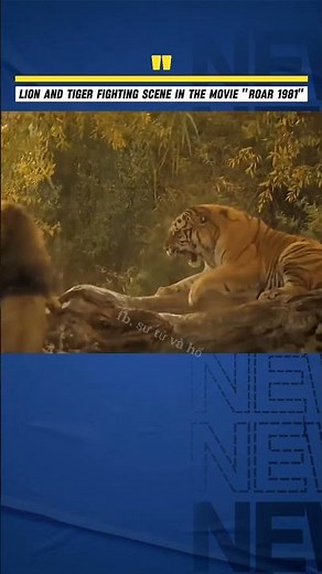 lion and tiger " roar 1981 "