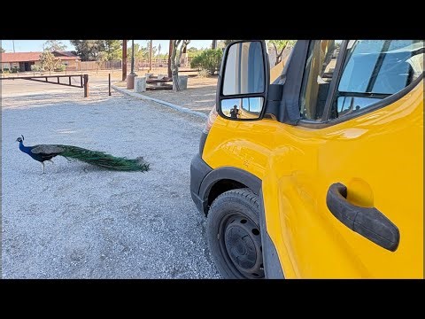 Living Alone in Vegas Van City Van Life @ 58 || Late Breakfast 🍳 cooking in my van