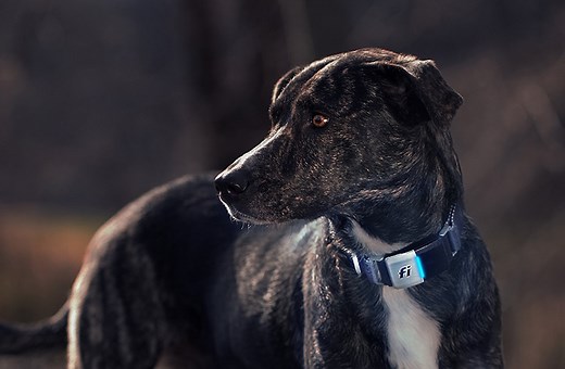 10 Best Dog GPS Trackers & Collars in 2026 - Reviews & Top Picks – Dogster