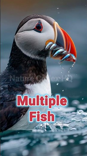 Atlantic Puffin: The Ocean’s Cutest Hunter