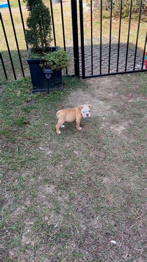 Karen Licciardi on Instagram: "What a doll!! Blue eyed female ready to LOVE 💎"