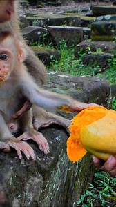 Baby Lynx explores trees in search of his first fruit | Monkey Save