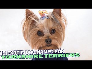 15 Exotic Yorkie Names