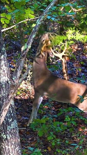Best strategy to tag a good buck during the early portion of the pre-rut