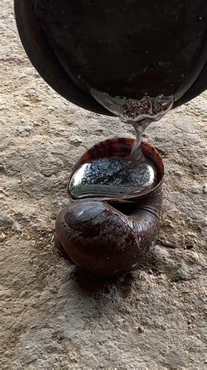 DIY aluminum snail shell casting at home 🐌 #metalcasting #restoration #shorts