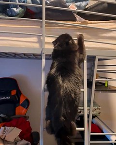 Cat takes ladder climbing to a whole new level! 😍 | MetDaan Animals