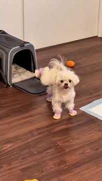 Comedy Level: Uncontrollable 🐶🐕‍🦺