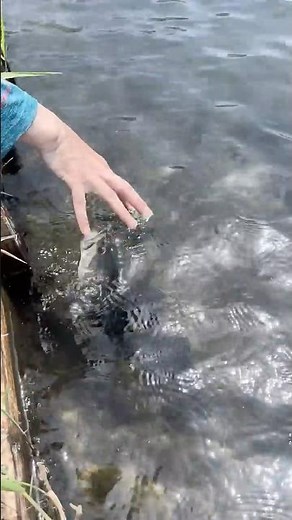 BREAKING: The New Bass at Bass Pond Are in Insane Condition! #BassFishing #HamanaLakeFishingResort