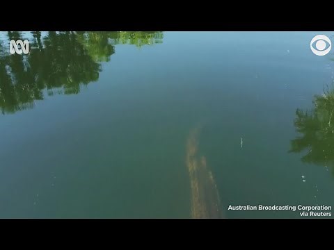 Crocodile attacks drone in Australia