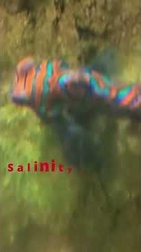 STUNNING Mandarin Gobi in Saltwater Tank