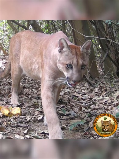 Animais flagrados pelas câmeras na mata: onça parda, lontra e jaguatirica