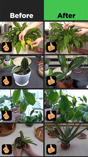 Discover Plant Identification with NatureID