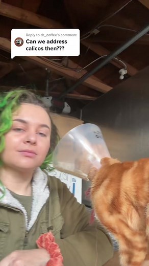 Understanding Calico Cats and Their Genetics