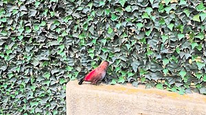 Cioara vopsita cu care umbla Marcel Ciolacu a aterizat la vila lui de protocol. S a saturat și ea de minciunile stăpânului. Ciolacu mănâncă rahat. Cioara nu poate. | Ceausescu Marian