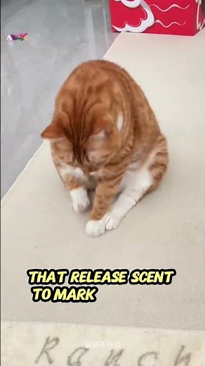 Why Is My Cat Dragging Its Butt on the Floor? Explained!