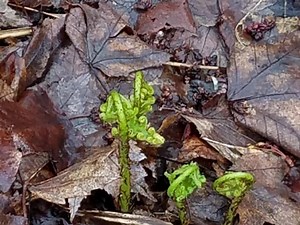 3.8K views · 132 reactions | Fiddlehead Frenzy! The fiddleheads are sprouting up and making their way to farmer's markets and dinner plates all over. They are somewhat of a delicacy that's foraged from river banks and cool, damp, wooded places. Once grown, they become broad, leafy ferns. The hunt for them is as enjoyable as the eating! Have you tried fiddleheads? | The Vermont Country Store | Facebook