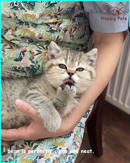 A beautiful kitten's sweet little grooming session 🐈🐾