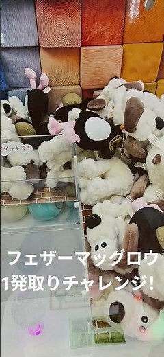 アピタでクレゲ！ウォレスとグルミット マスコットぬいぐるみ フェザーマッグロウ1発取りチャレンジ！いいね♪と登録♪登録♪チャンネル登録♪#クレーンゲーム#shorts