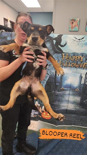 City of Crowley Texas Animal Shelter on Reels