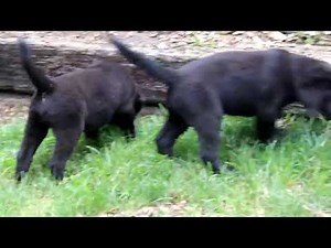 Black Labrador Retriever Puppies for Sale