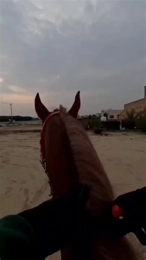 استمتع بجمال الخيول في الكويت