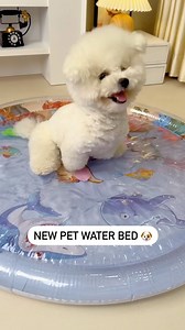 40K views · 19K reactions | So cute 殺 | Dogs Pets Puppies | Facebook