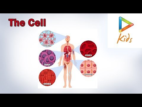 Human Anatomy - The Cell | Hungama Kids