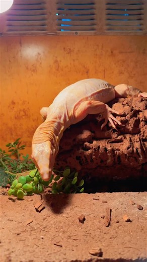 T negative albino Asian water monitor is a rare captive bred color morph of the Asian water monitor (Varanus salvator) known for its striking white or pale yellow due to a lack of black pigment (hypomelanism or albinism) These large semi aquatic lizards are native to South and Southeast Asia and are popular though demanding exotic pets. They require specialized care due to their potential size and active nature. #tnegativealbinoasianwatermonitor #reptile #lizard #exotic #trending | JTK Reptiles