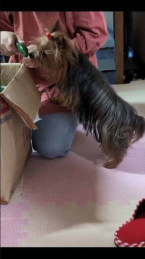 Tiny Yorkie Overwhelmed by Too Many Cucumbers 😂🥒 | Cute Dog Reaction #shorts