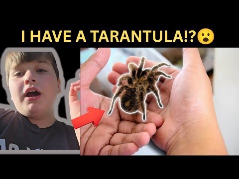 Meet All My Pets! 🐶🐱🕷️🦎 (Gecko, Tarantula & More!)